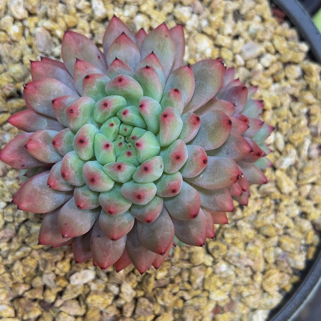 摩**@杂交肉肉一颗发货