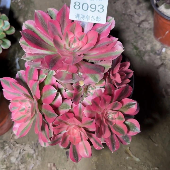 8093女巫多肉植物