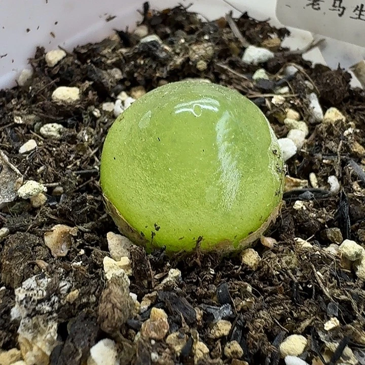 老马生石花2.1灯泡2759