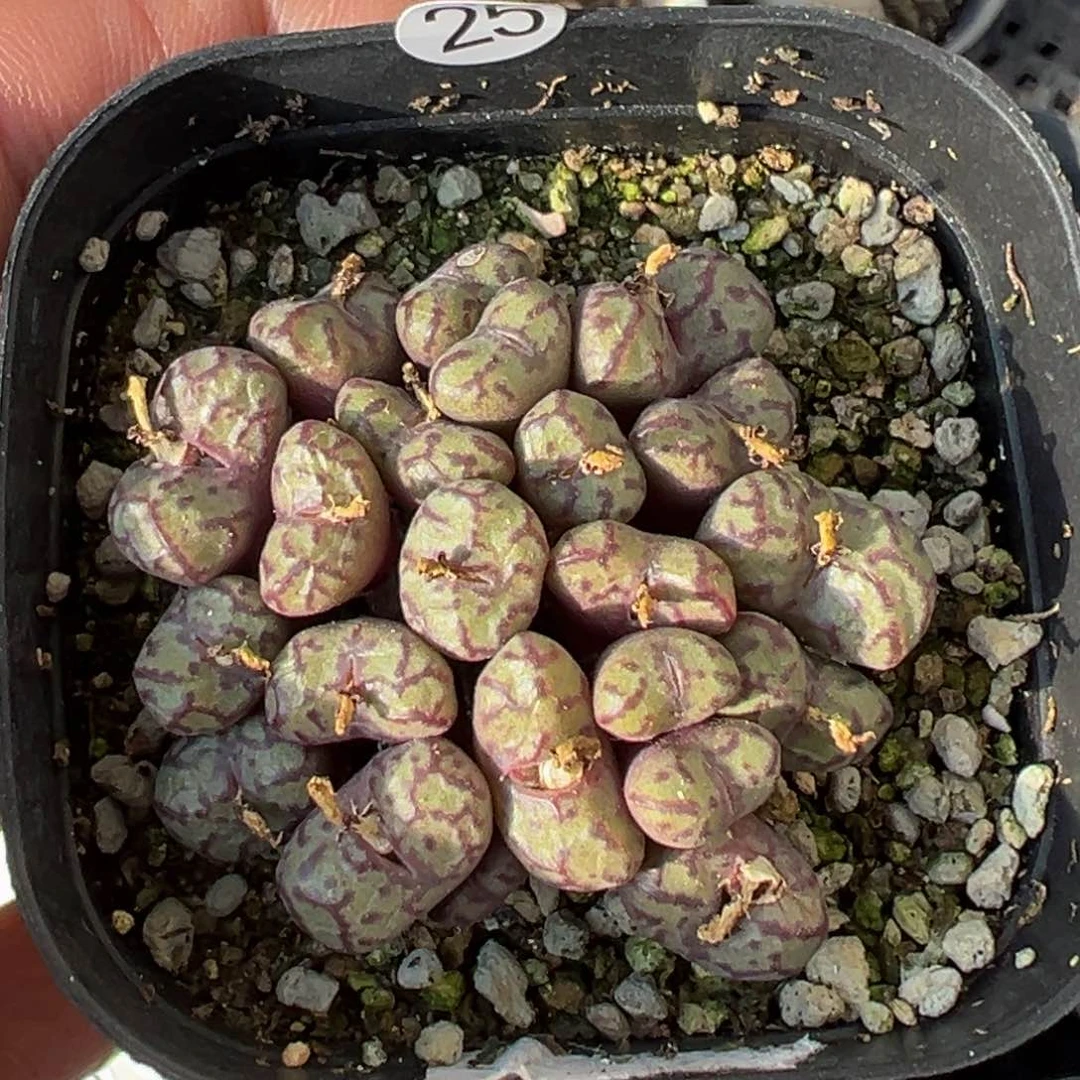 多肉植物111111111111111