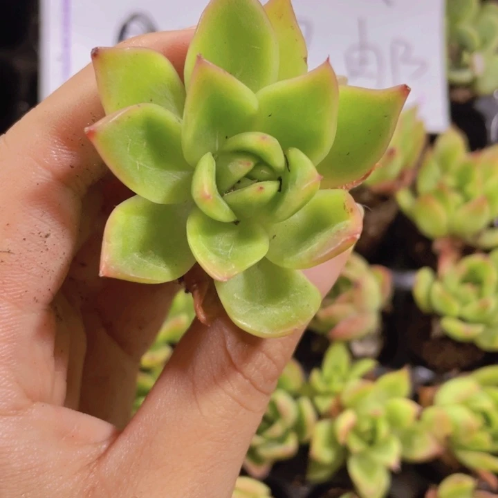 15精品红东云2米3颗