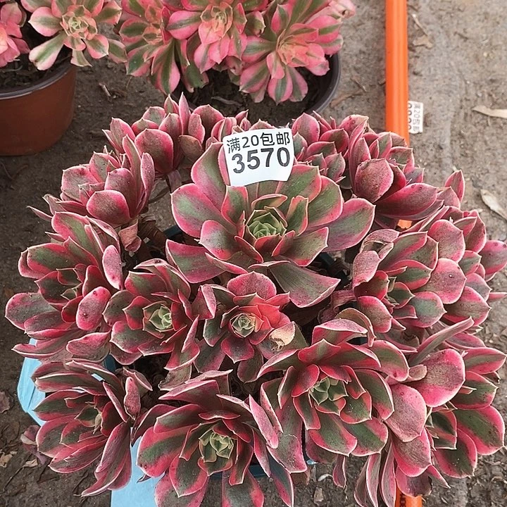 3570 一颗女神法师