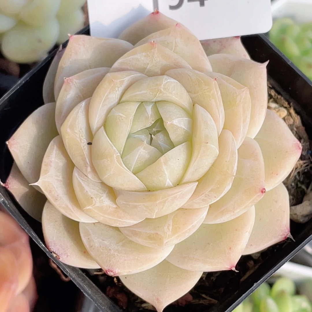 G***e194号糖心冰心珍妮 夏末