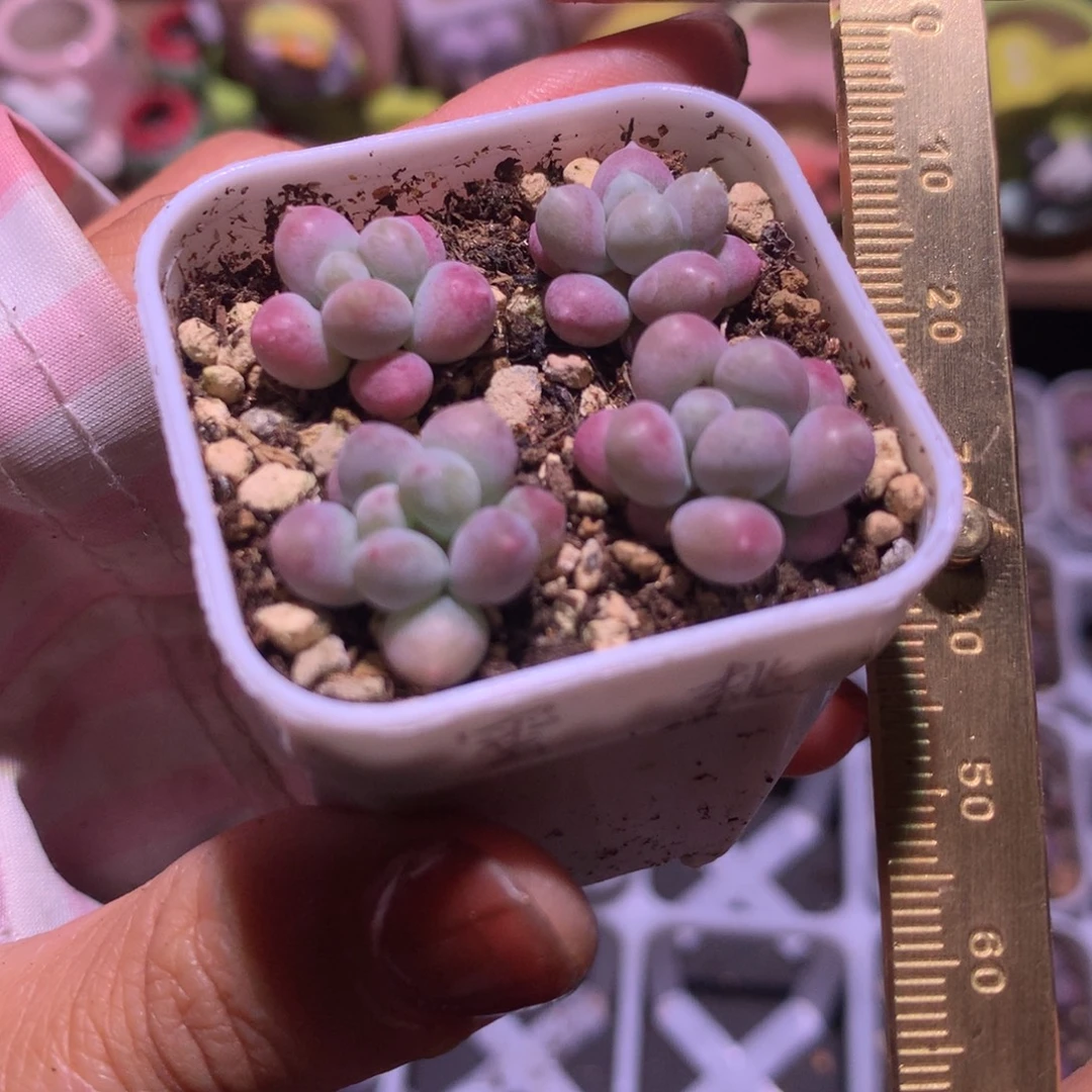 蜜桃 不满28发到付，发一片叶，~