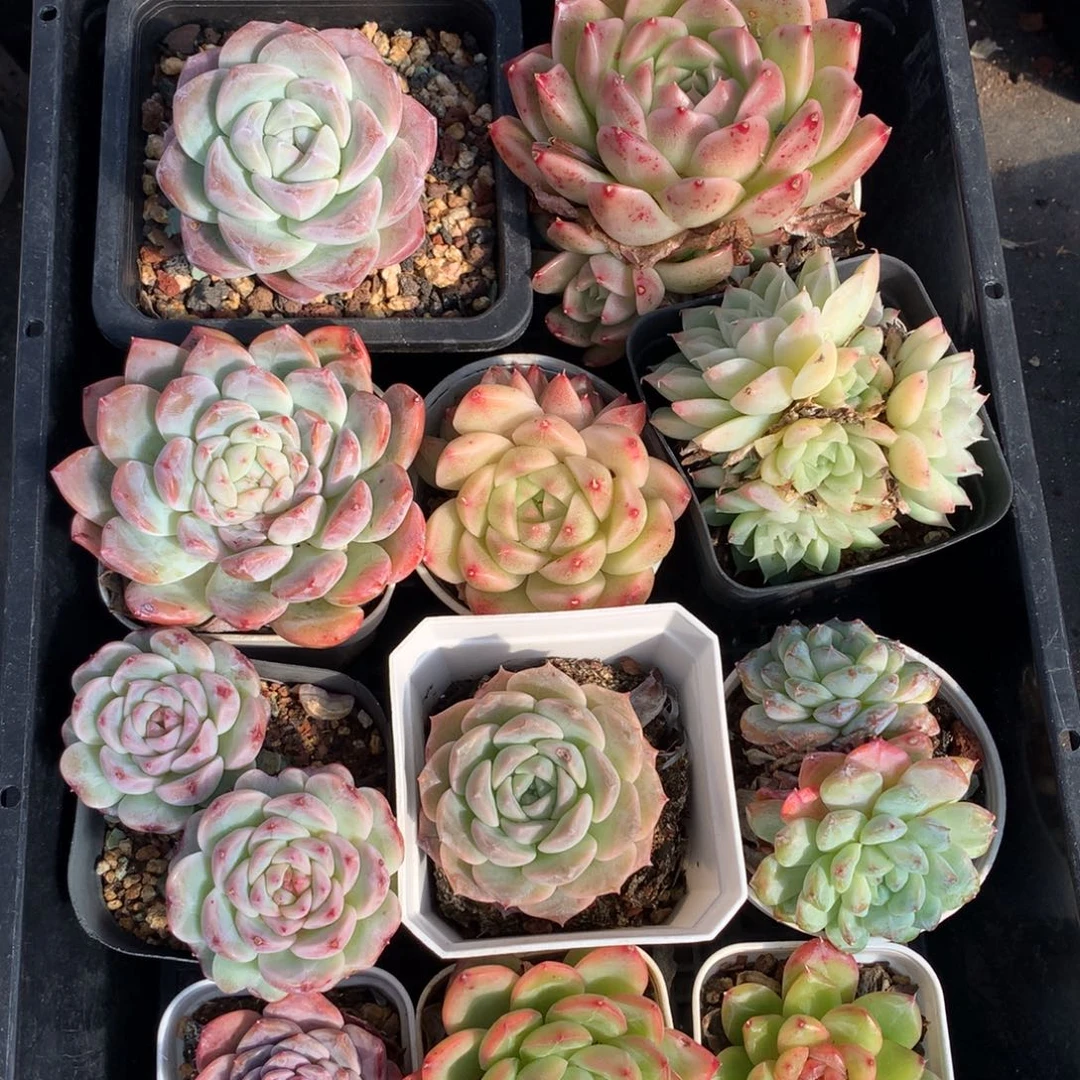 1128-35 套餐一组