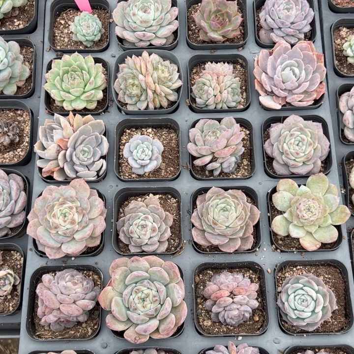 24颗打包，带盆土发6871