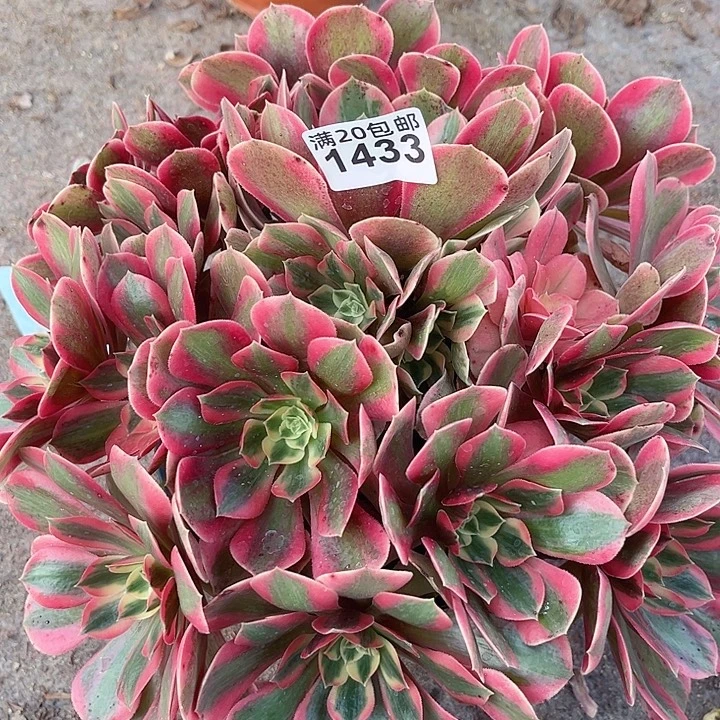 一颗男神法师1433