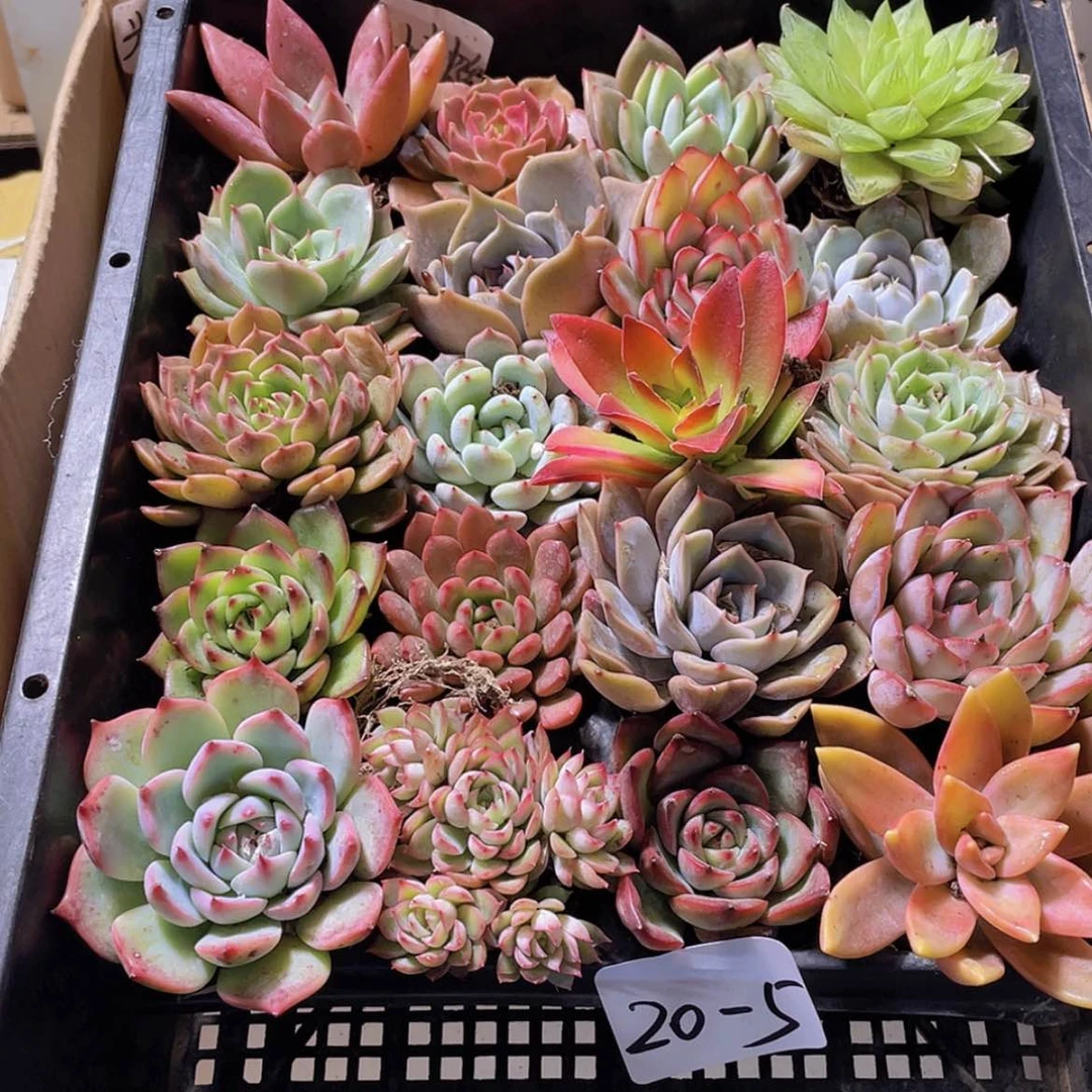 【闪购商品】20颗-5