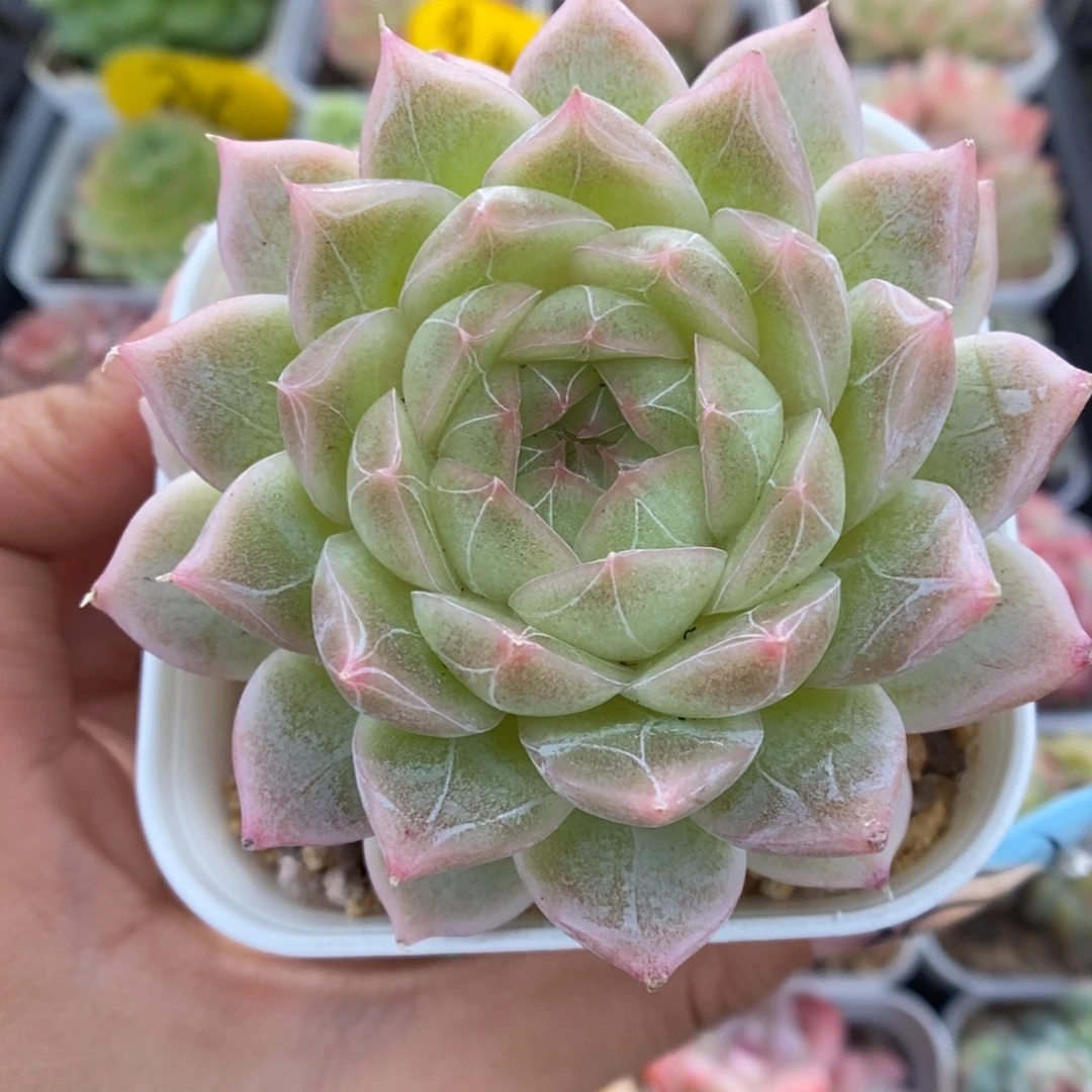 暗纹麦秆可拍5517号