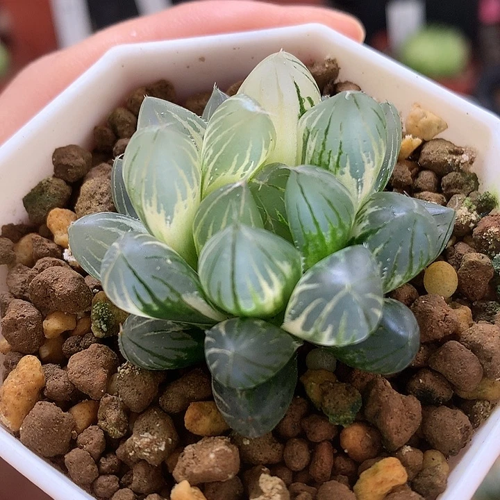 霓虹灯玉露锦带盆土发货