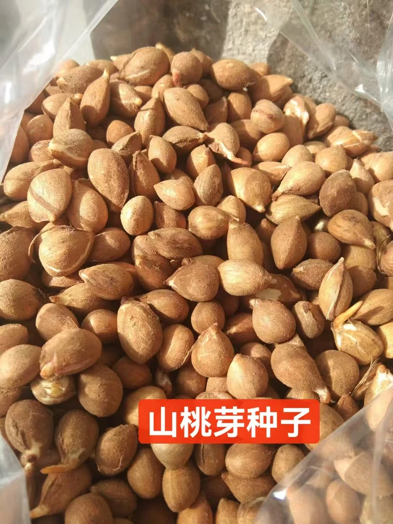 沙藏自然开口山桃芽种子嫁接桃苗