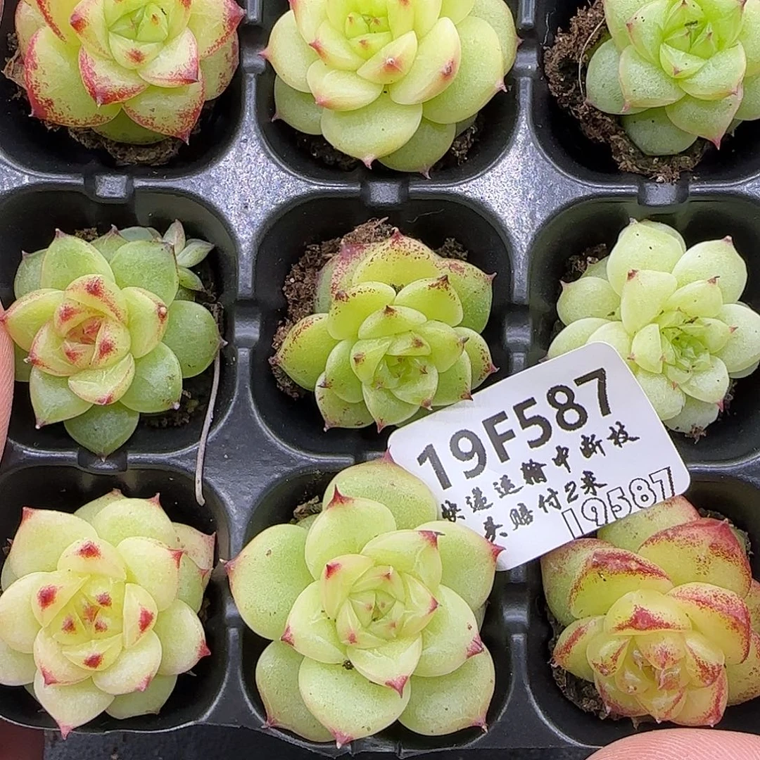 587 【满29包邮非偏远】