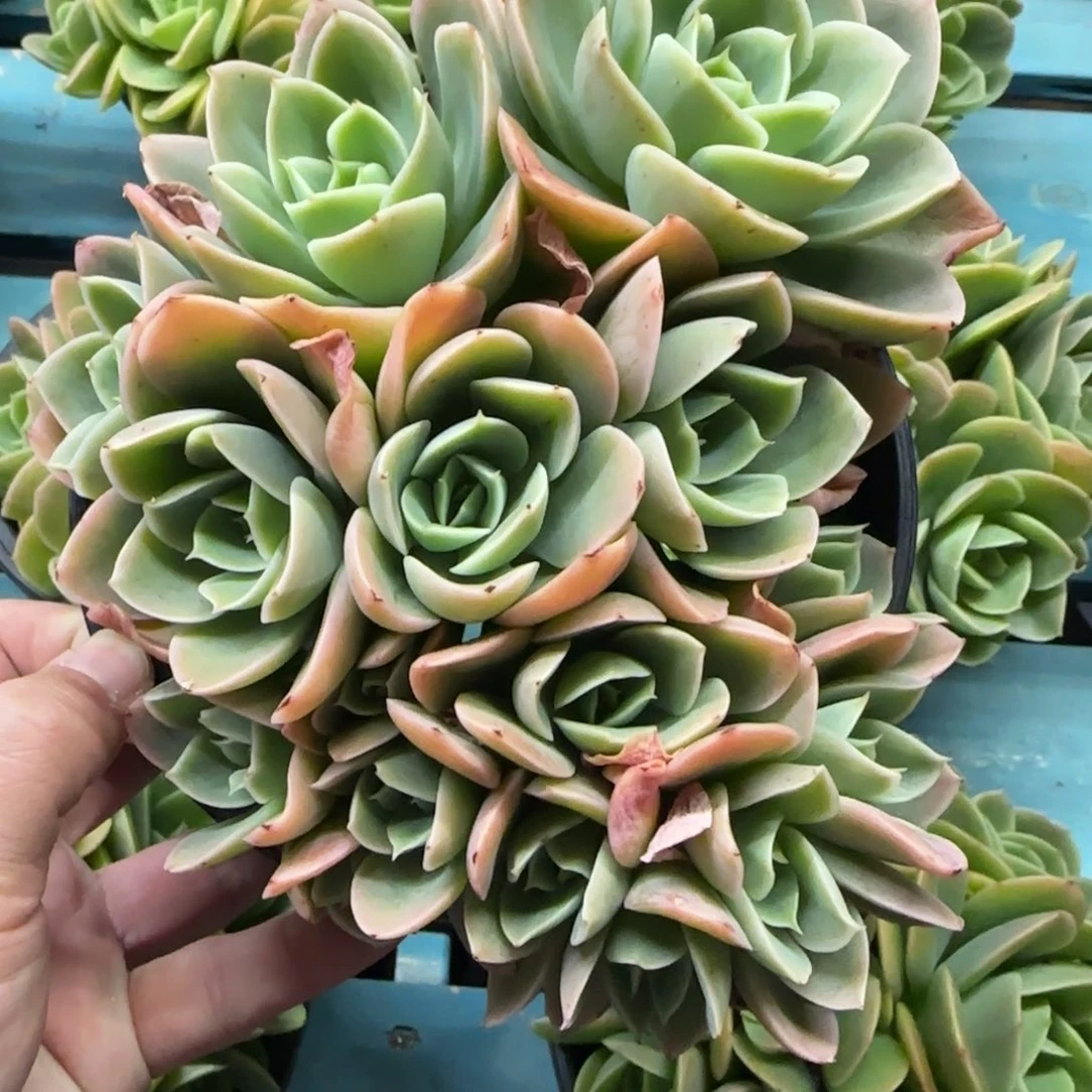 星纳塔，发货点延迟