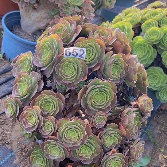 婵***婵多肉植物一个荷兰玫瑰