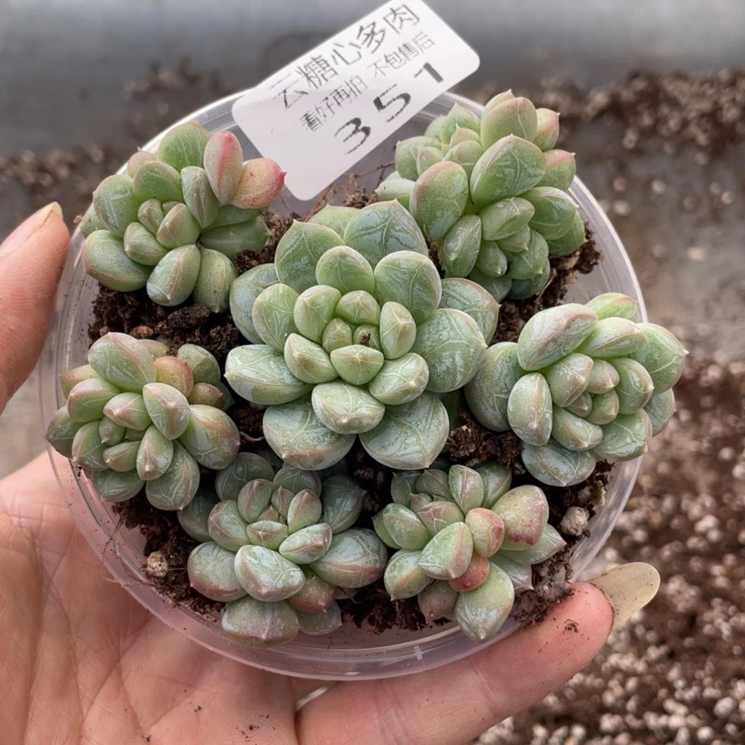 云糖心多肉植物351