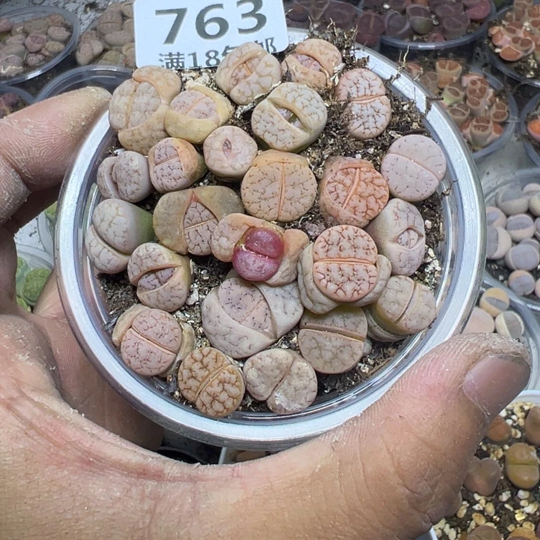 【闪购商品】 763。