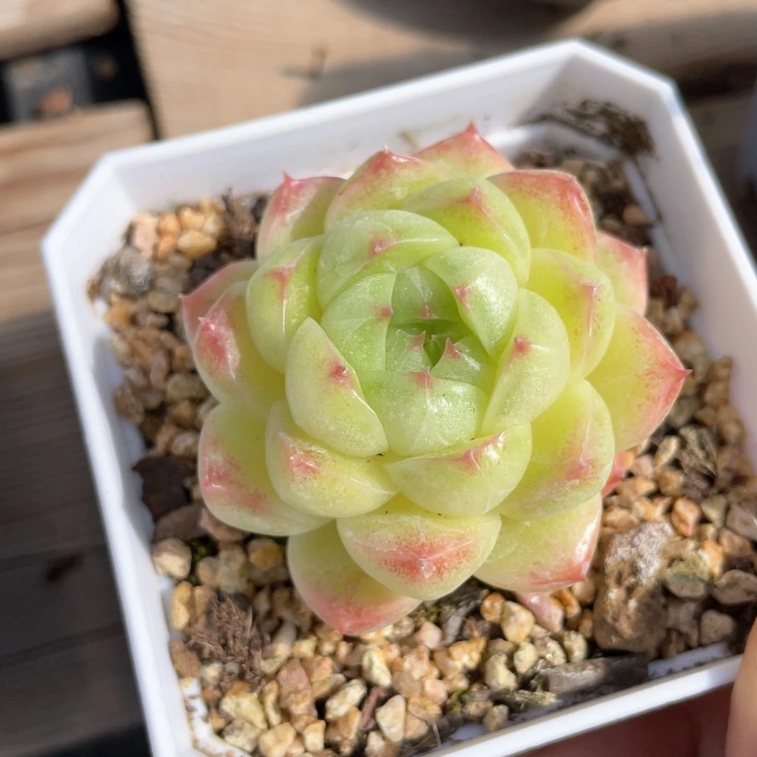 优选麦杆福利1018