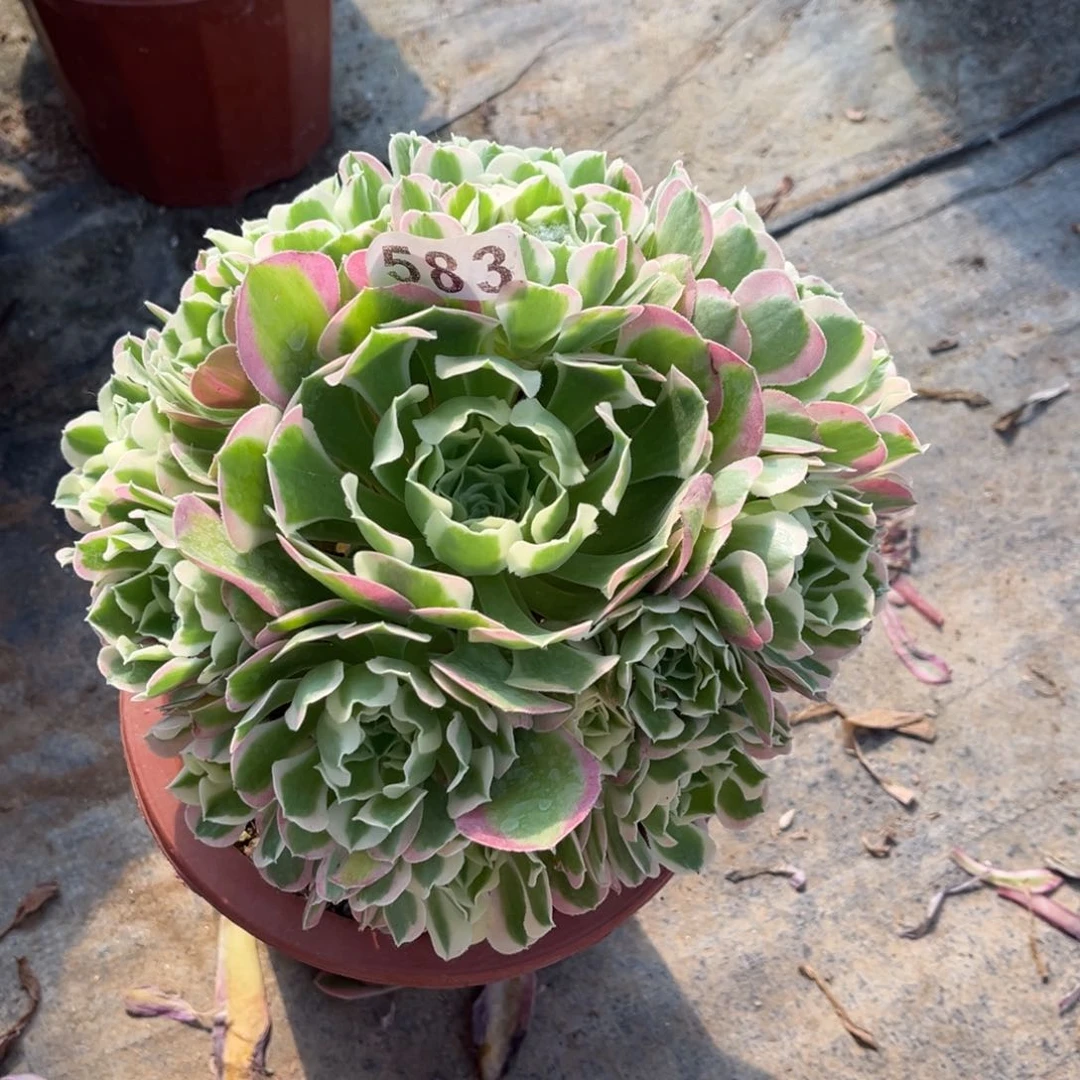 【闪购商品】白凤583多肉