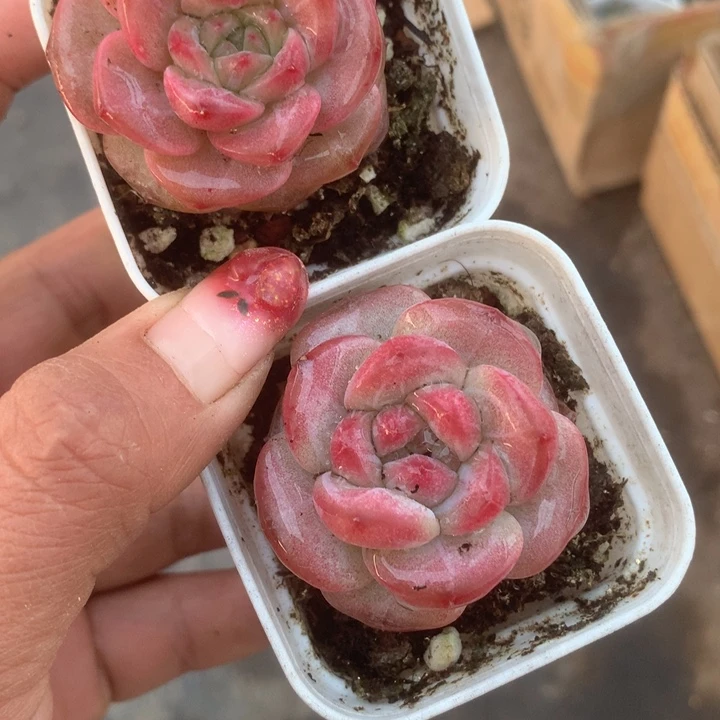 昭君。（满9.99包邮不满9.99发叶子）