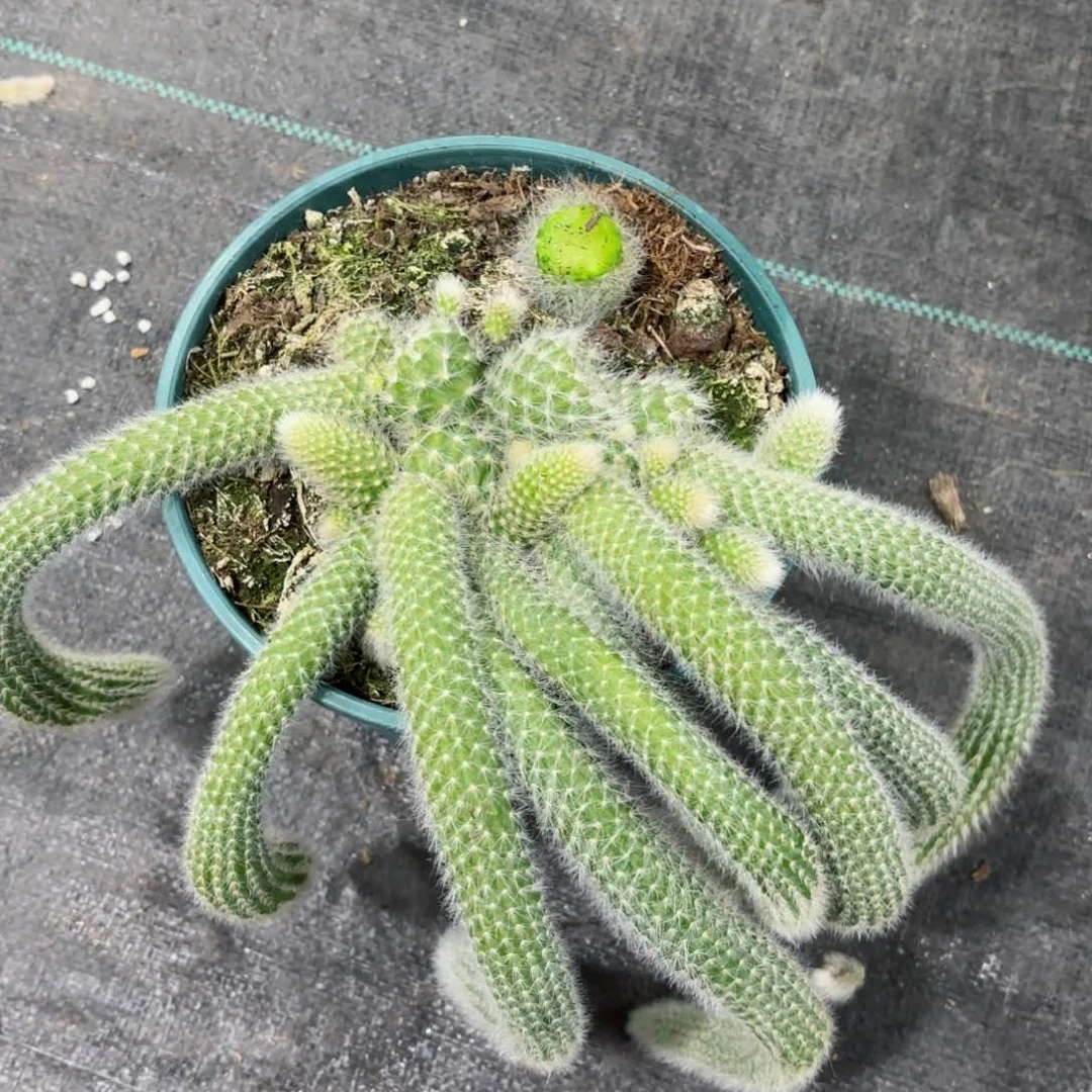 九尾狐包邮九尾狐