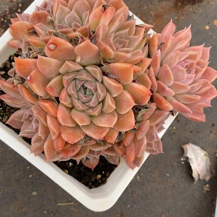 2097杂交老桩基地～14厘米