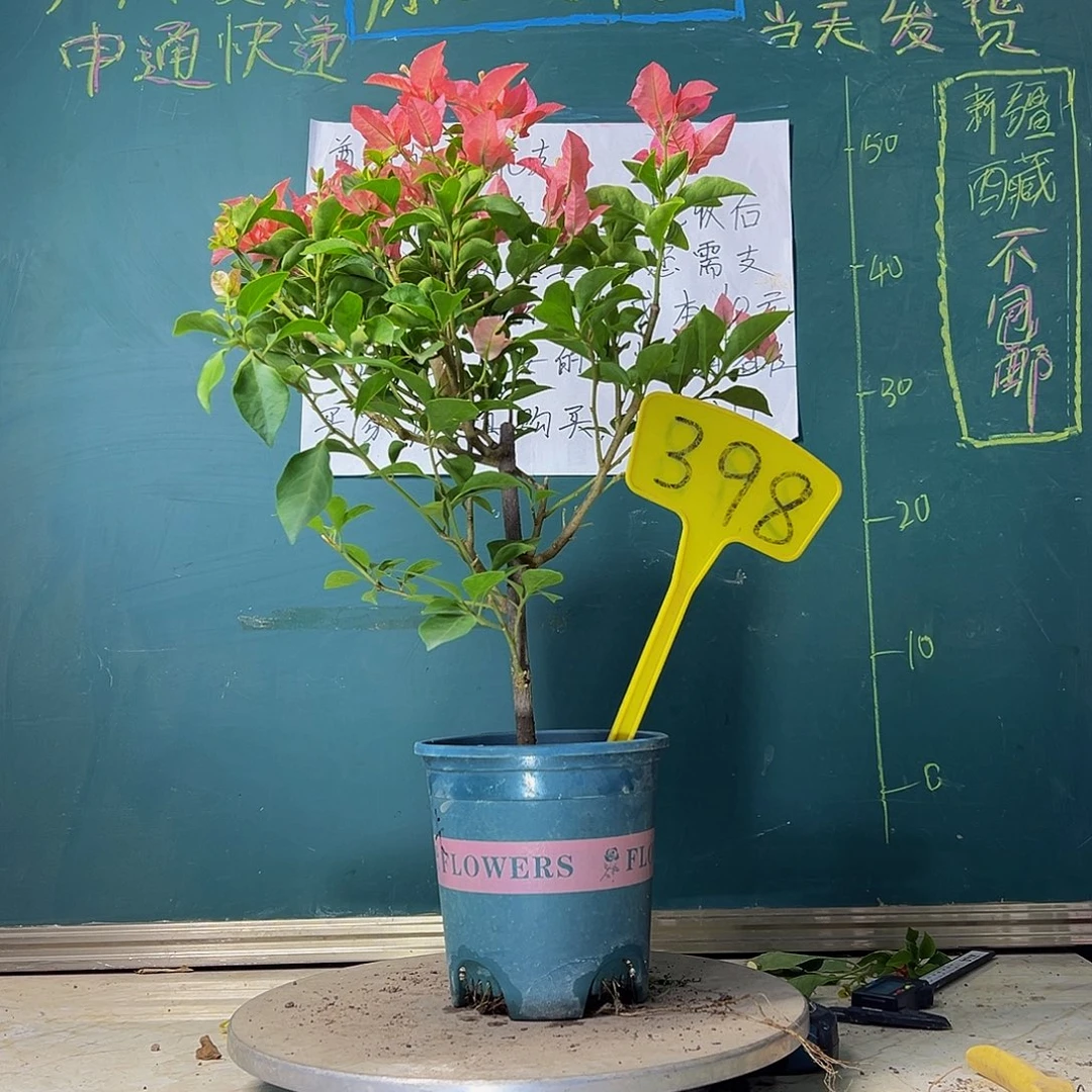当前无花栽培后可以开花卡亚塔398