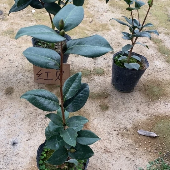 当前无花栽培后可以开花