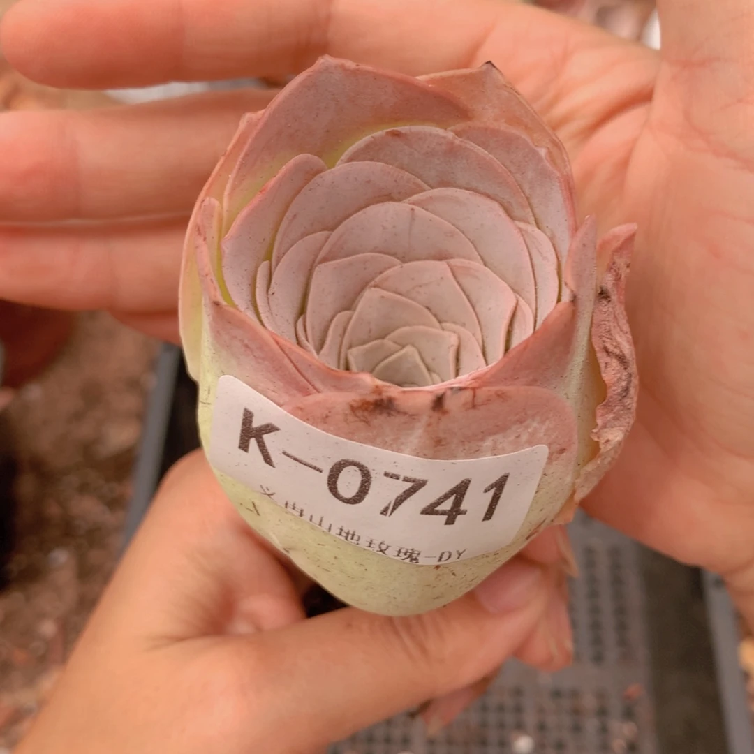 0741粉玫瑰老桩子