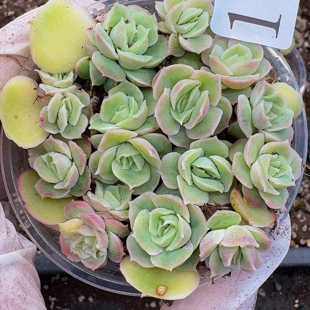 多肉植物多肉植物122