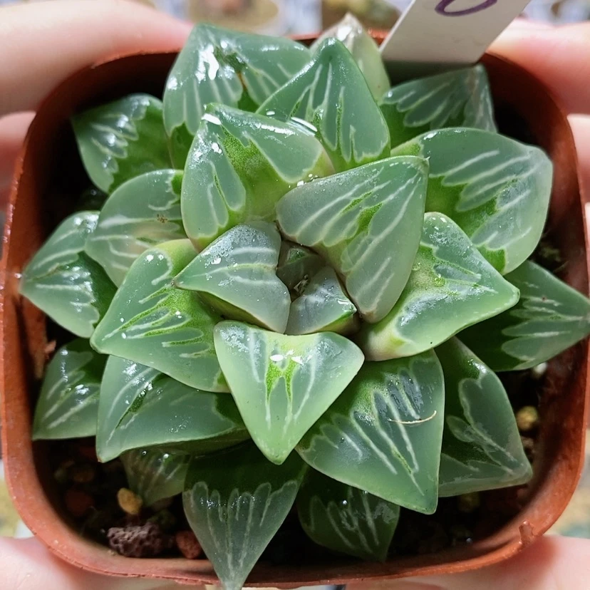 【闪购商品】6绿玻璃
