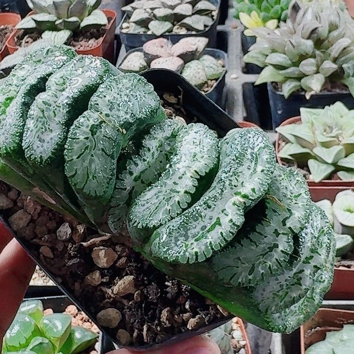 阳***4无花朵十二卷 荒肌母本福利