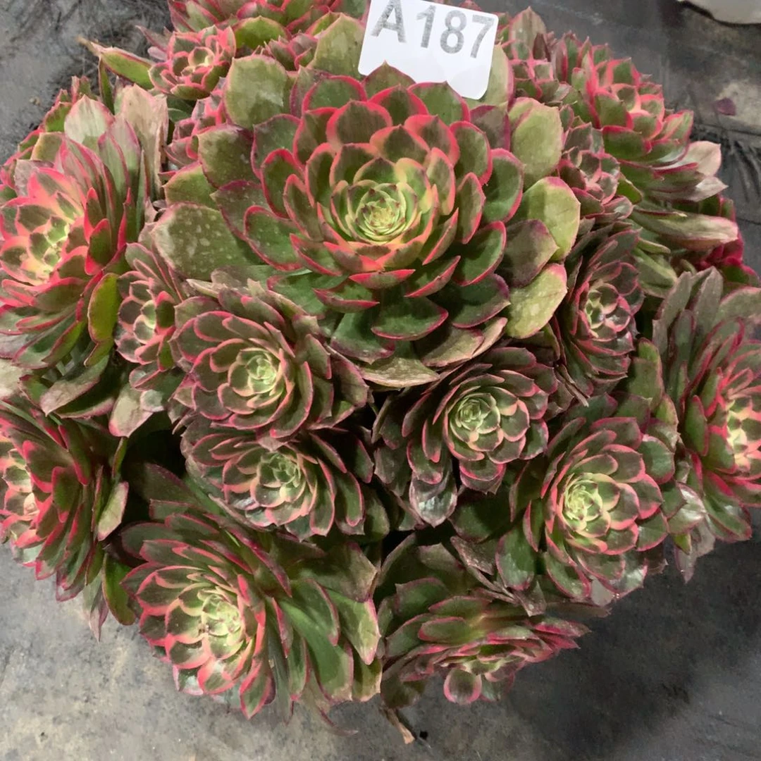 紫砂茶杯漂*刘A187–粉花妖118福利福利福利福利