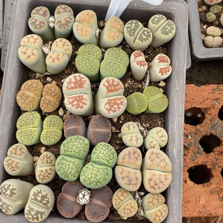 k****生石花等植物的生长815