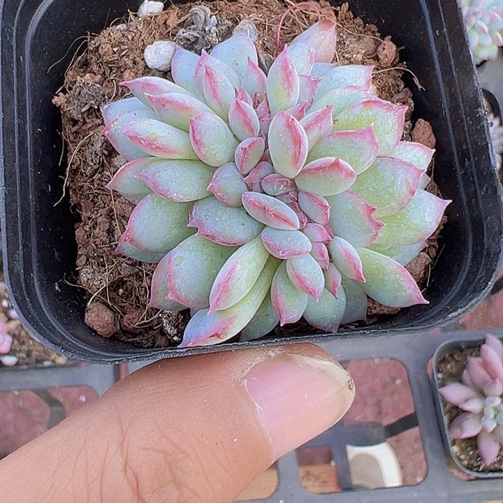 ?***甜拉糖缀化多肉植物大战