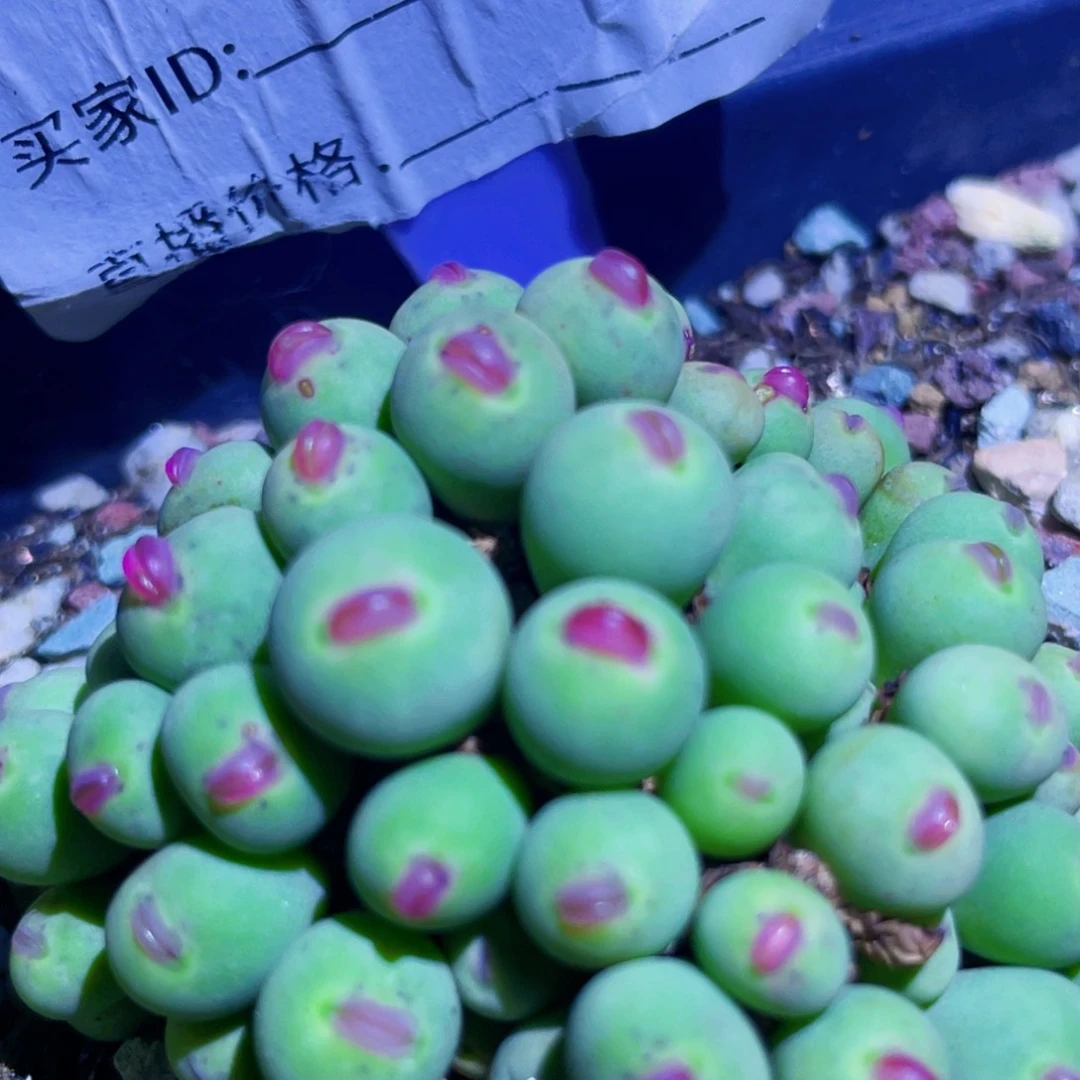 鸭嘴兽植物一物一拍