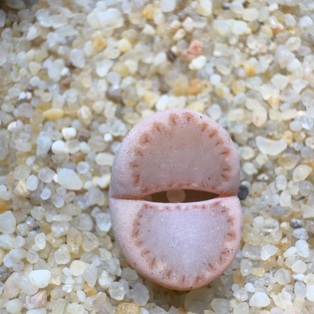 喜****菜0224-14饼干粉k