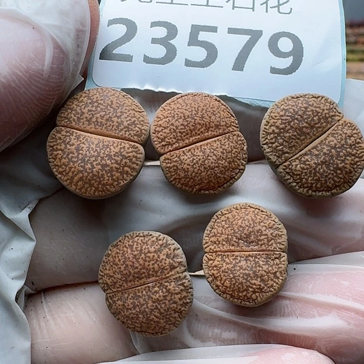 23579清框特价橘子皮