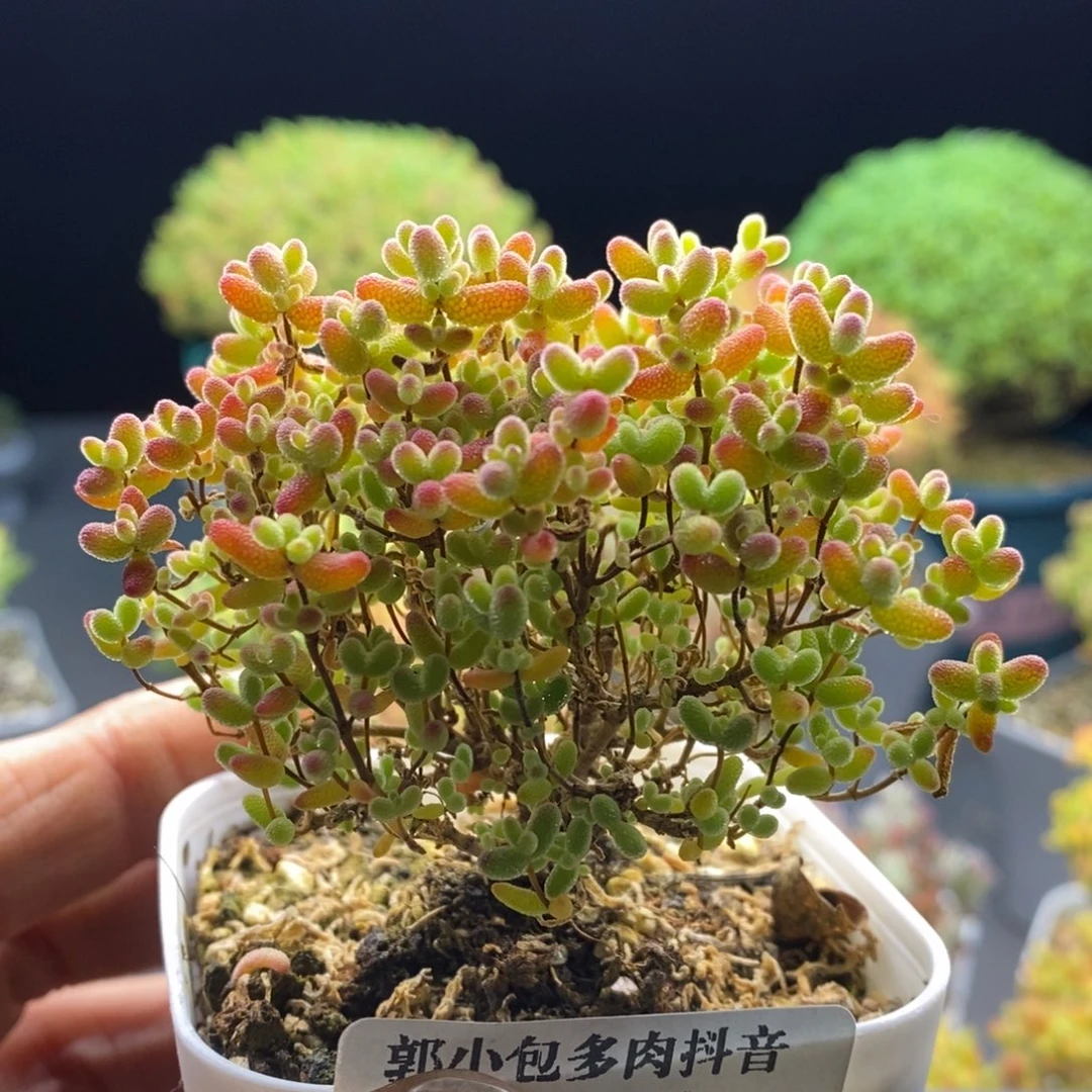 311蜜橘糖球。