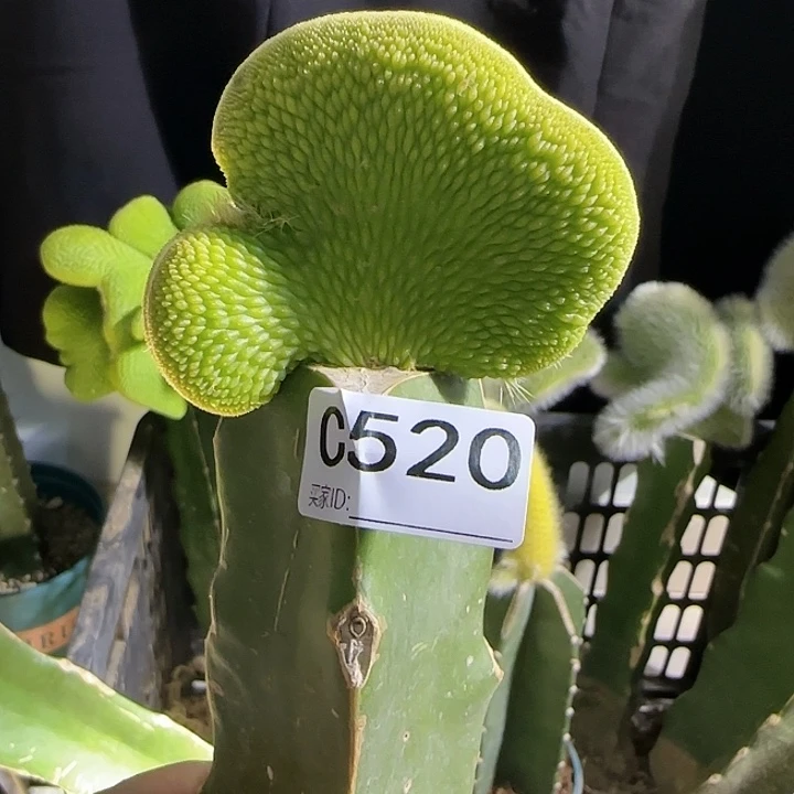 静*嫁接青蛇缀化520