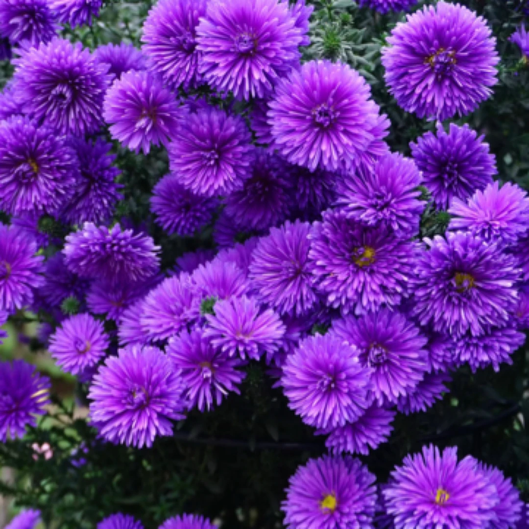 荷兰菊紫菀盆栽庭院阳台地栽耐热耐寒多年生植物