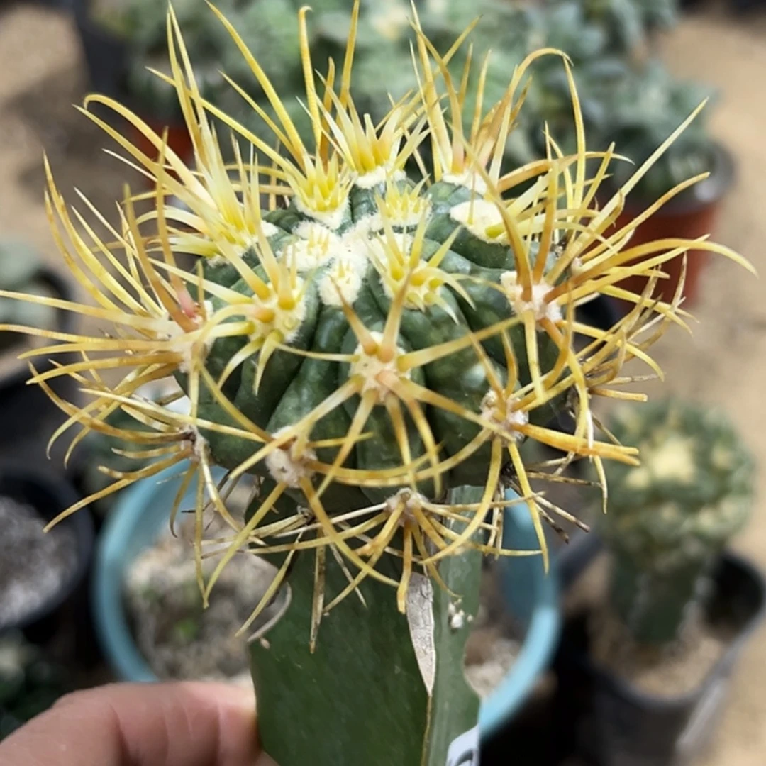 完全开放福利狂刺金冠龙096