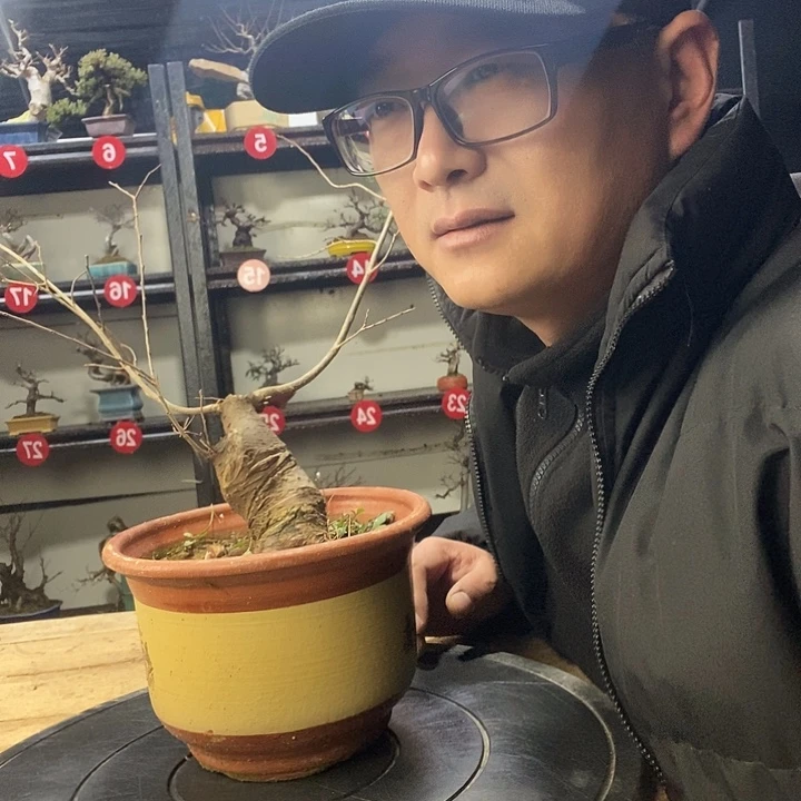 无花朵小叶榔榆一个