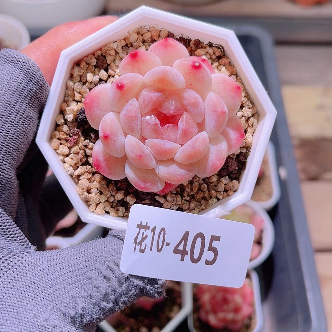 花10-405秘境冰魄
