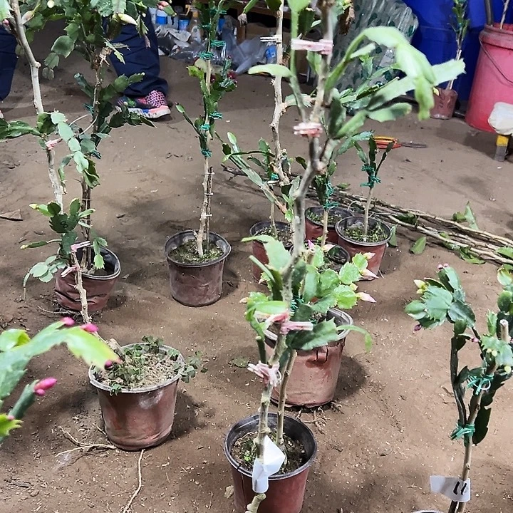 叶仙嫁接两层两色一颗编号1