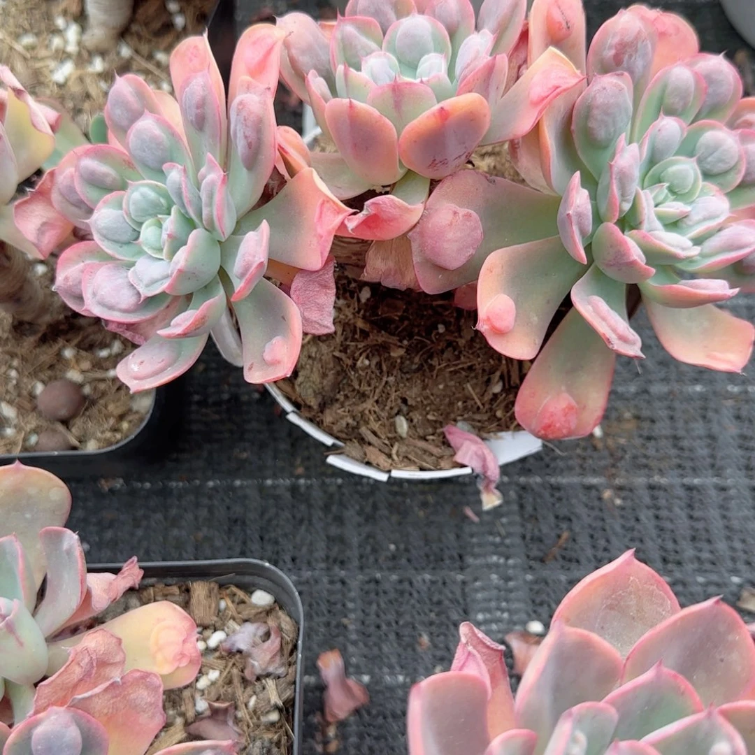 无花朵雨滴三头老桩