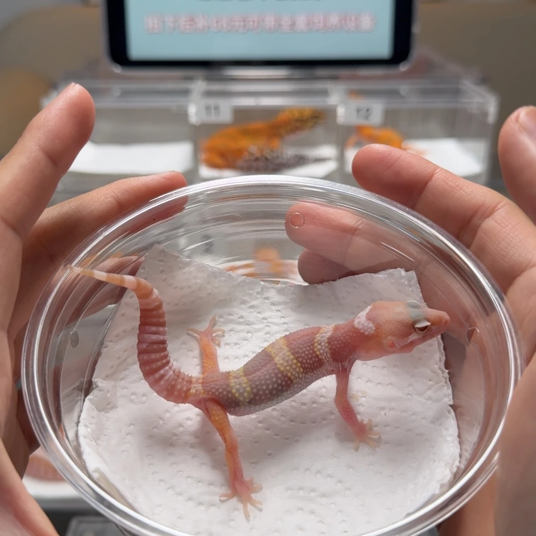 豹纹守宫雪花川普母温