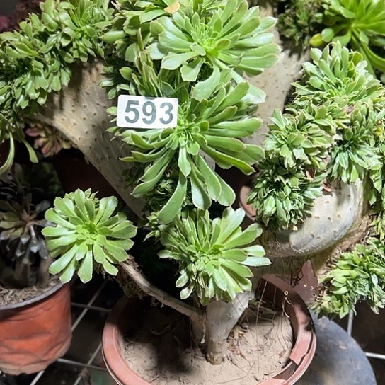 麦***子多肉植物一个妖微瑕593