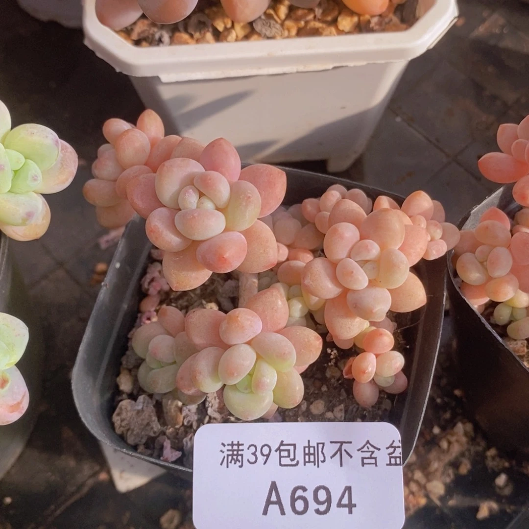 鱼子酱5cm694多肉植物