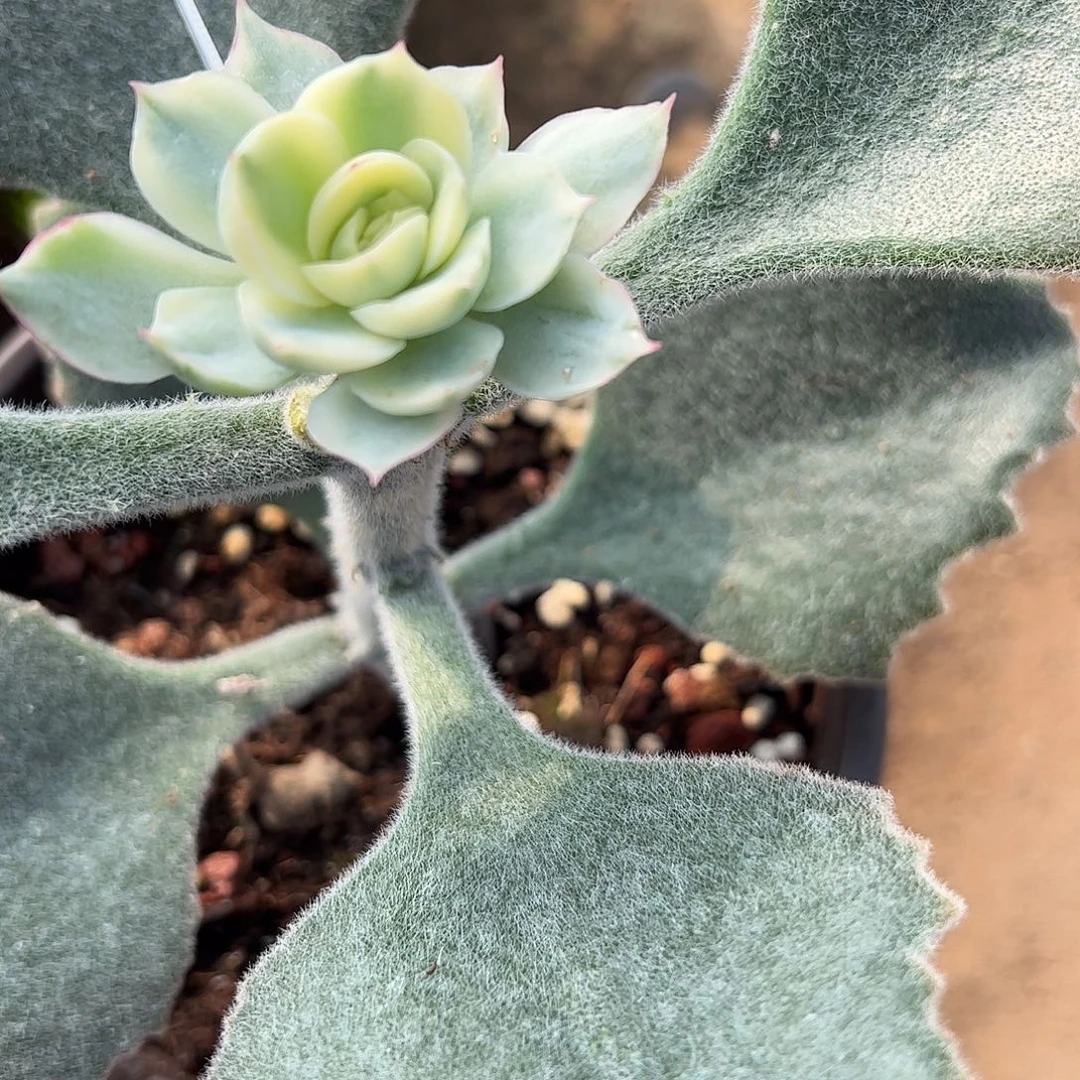 請***多肉植物多肉植物