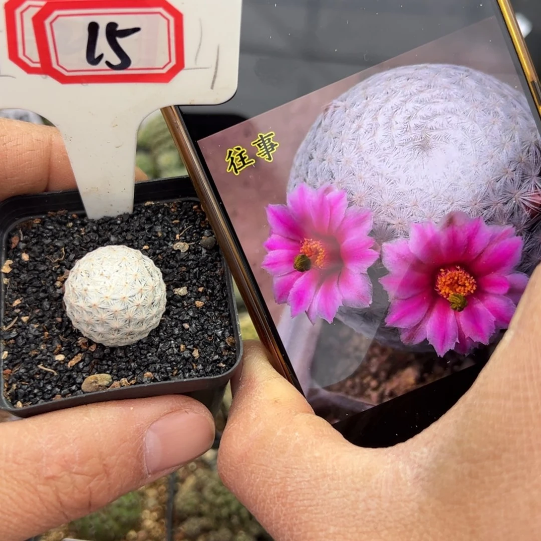 15往事多肉园仙人球开花